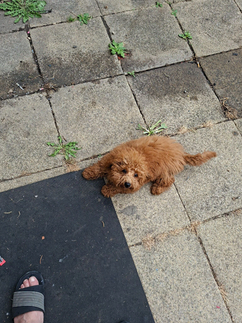 Red Toy Poodle for Sale Beautiful 6-month-old male red toy poodle looking for a loving and caring new home. He is friendly, playful and full of energy