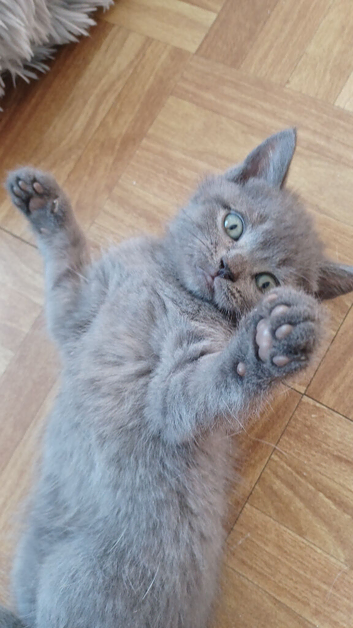 British short hair kittens