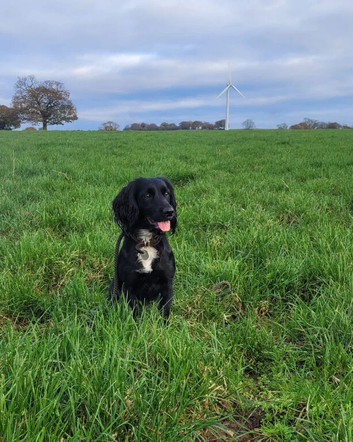 Cocker Spaniel