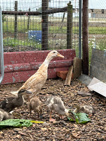 Indian Runner ducklings