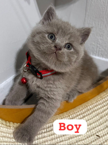 Kitten Bsh