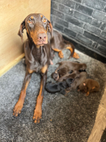 Dobermans