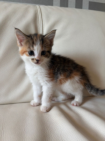 Kittens for sale