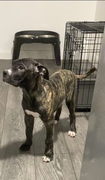 Presa Puppy For sale Female