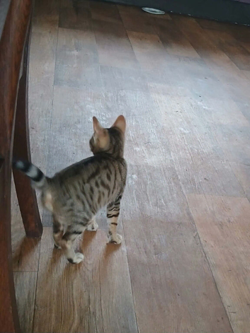 Bengal boy 10 weeks old