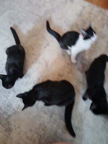 4 beautiful kittens 3 male 1 female