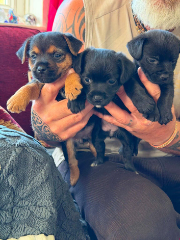 Border terrier cross patterdale