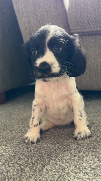 Beautiful Cocker Spaniel Puppy