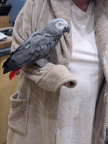African Grey parrot