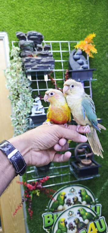 Young Hand-Reared Green Cheek & Yellow-Sided Conure Babies Available at Birds4U,25