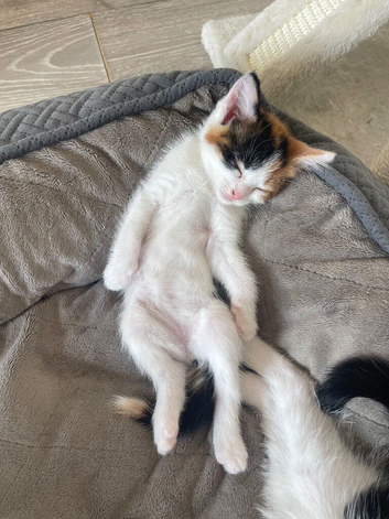 Kitten Calico