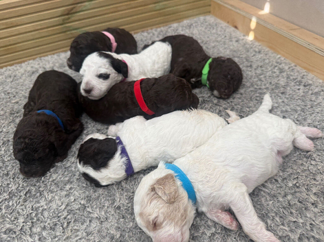 Coockapoo puppies