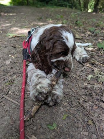 Beautiful show cocker