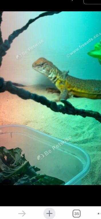 Lizard