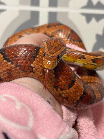 Cornsnake & tank set up ONO