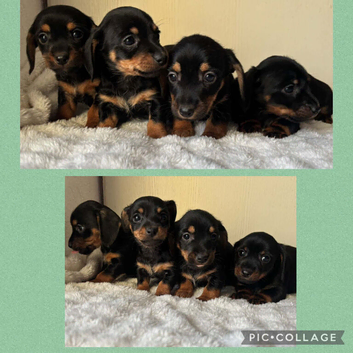Mini dachshund cross jack puppies