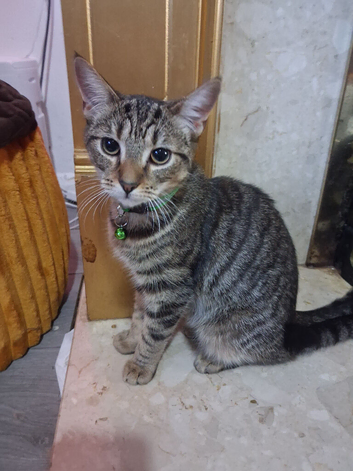 Female kitten