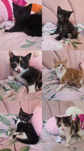 KITTENS LOOKING FOR FOREVER HOME