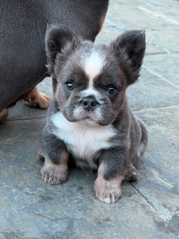 Frenchie puppy