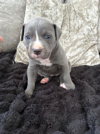 Cane corso x puppies