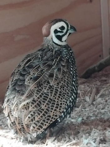 Mearns quail/ Montezuma Males