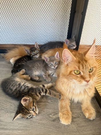 *Ready Now* Maine Coon X kittens