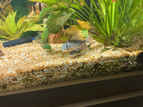 Bolivian rams