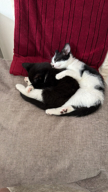 Lovely kittens for sale