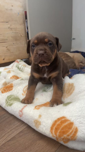Olde English bulldog x dogue de bordeuax