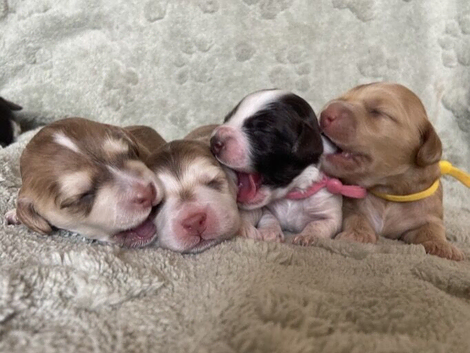 7 GORGEOUS COCKAPOO PUPPIES