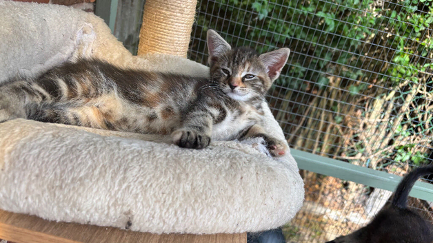 READY NOW Gorgeous Maine Coon Kittens