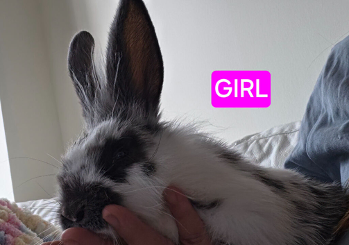 4 beautiful female rabbits for sale