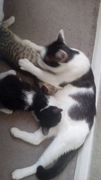 Kittens   ready for forever home