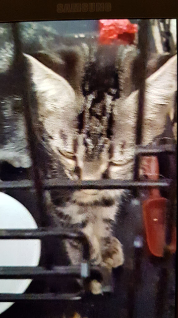 Lovely Tabby Girl