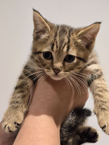 Scottish Straight Cross Kittens