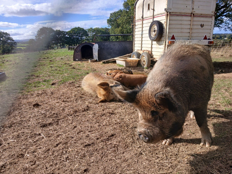 Kune kune piglets