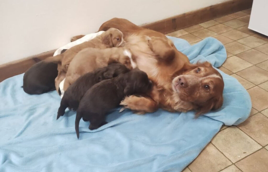 Female cocker spaniel