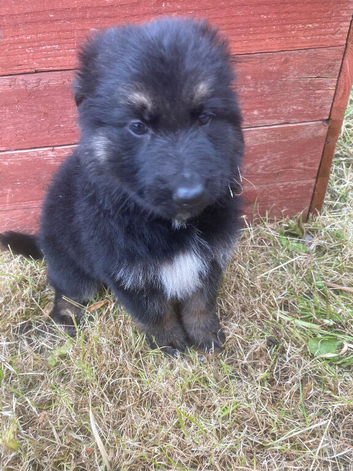 Pure bred German shepherd puppy&rsquo;s
