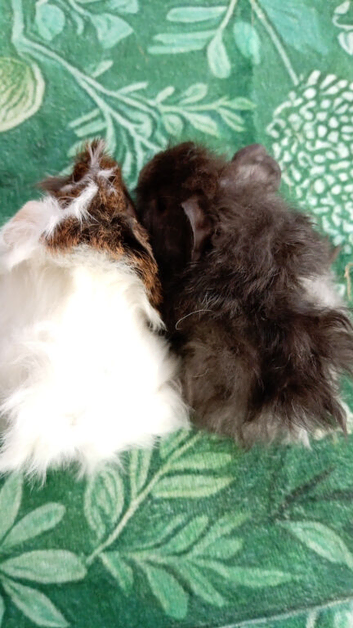 Bonded pair of male Guinea pigs