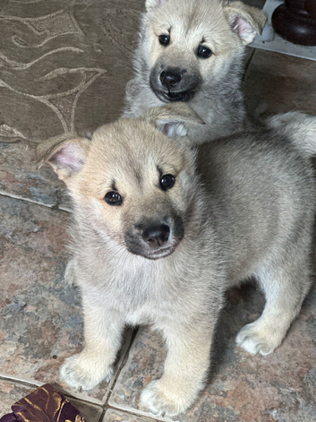 Stunning puppies show or pet