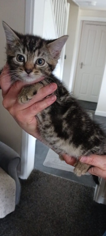 Mixed bred kitten