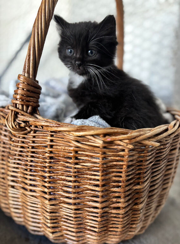 Beautiful well handled kittens