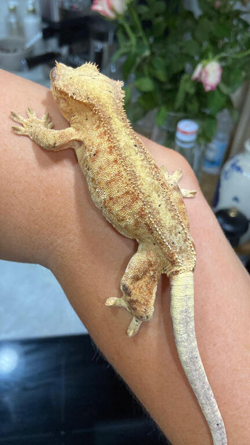 Gecko with set up