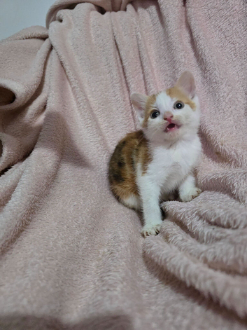 Adorable Kittens Looking for Loving Forever Homes!