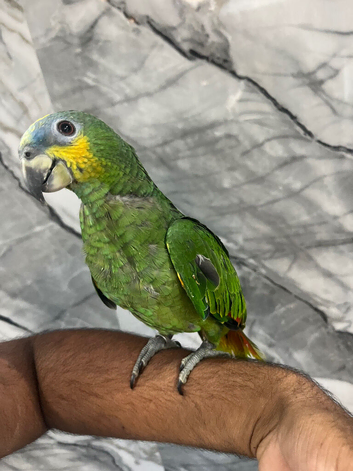Baby Handreared Super Tame Cuddly Orange Wing Amazon Parrot,14