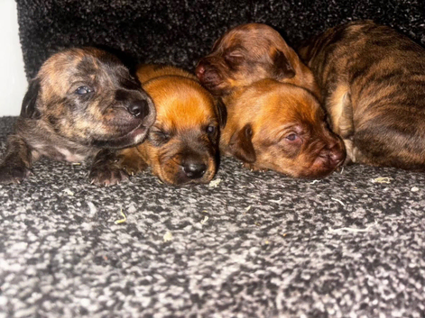 Bull Wheatens