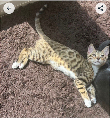 Female  half tabby bengal kitten looking for a loving home