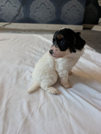 Cockapoo puppies