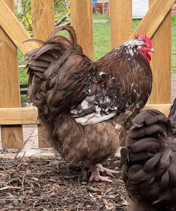 Chocolate & chocolate mottled Orpington pair.