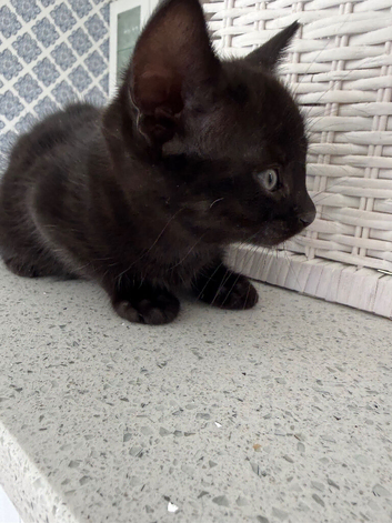 Kittens for sale